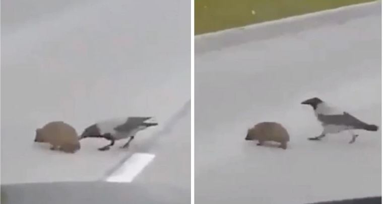 Crow helps hedgehog cross road viral video