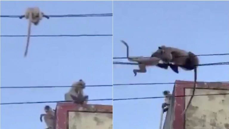 mother monkey saving her child from falling goes viral