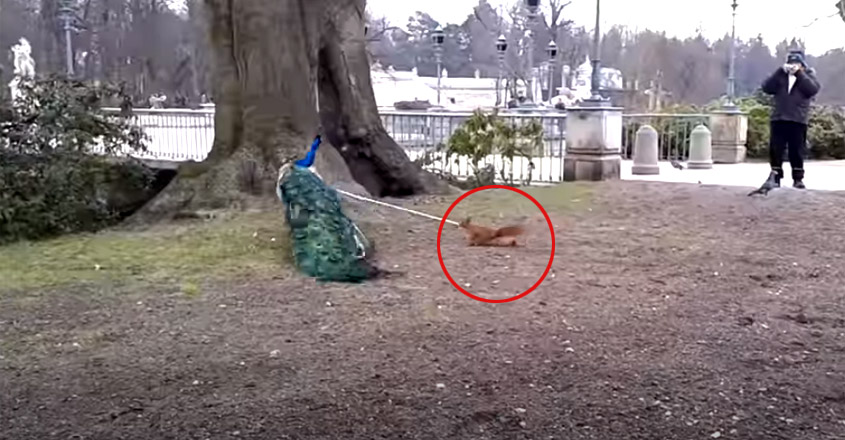 Peacock bitten by squirrel Social media viral video