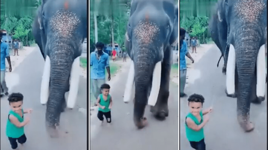 little cute elephant trainer goes viral