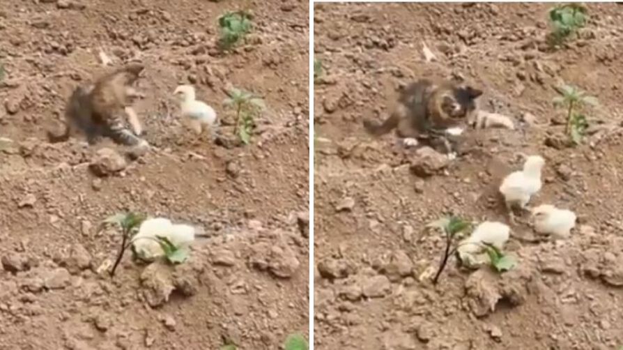 Cat playing with Chickens viral video