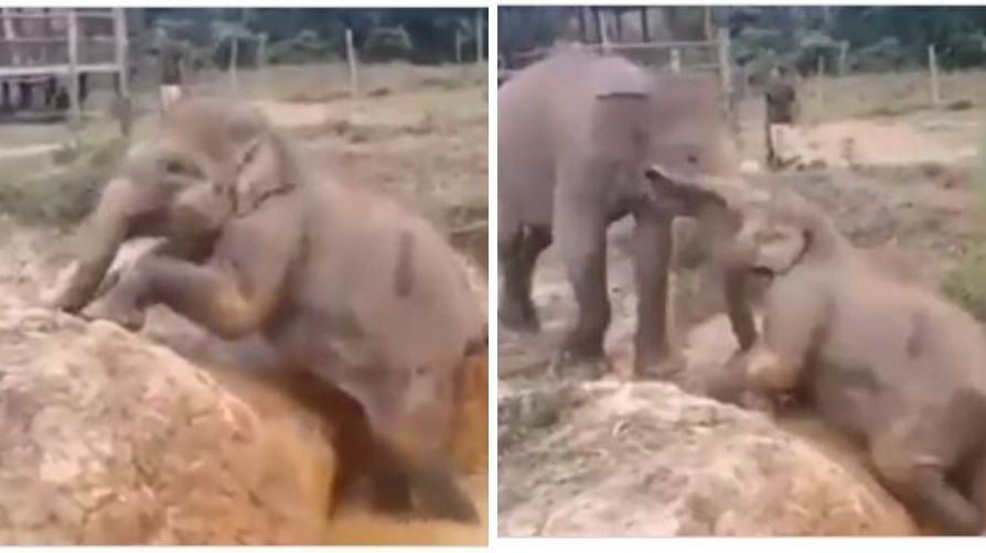 Baby elephant stuck in ditch gets help from another gentle giant viral video