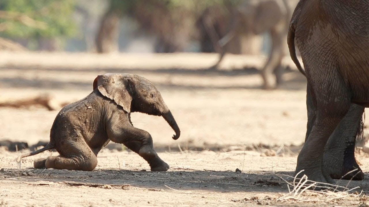 Baby elephant takes its first steps trending video