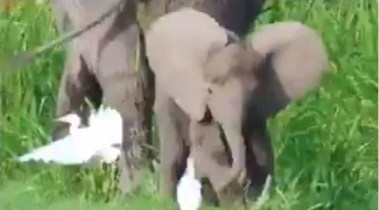 Baby elephant playing with birds viral video