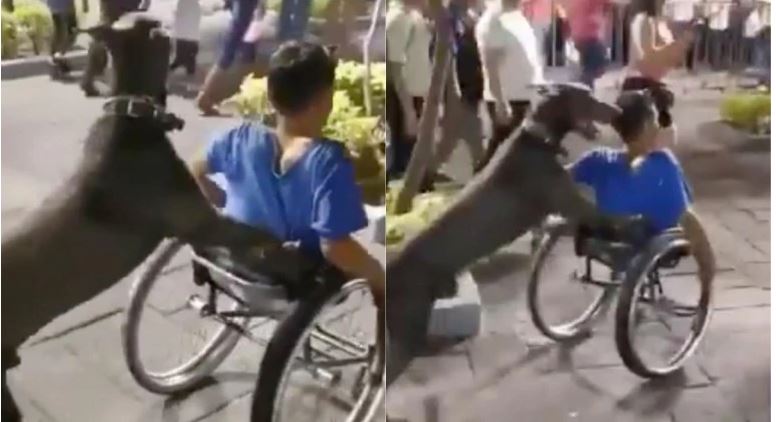 Dog pushing wheelchair of specially-abled boy