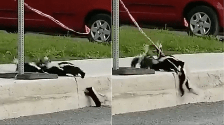 Skunk family teaches important lesson of teamwork viral video