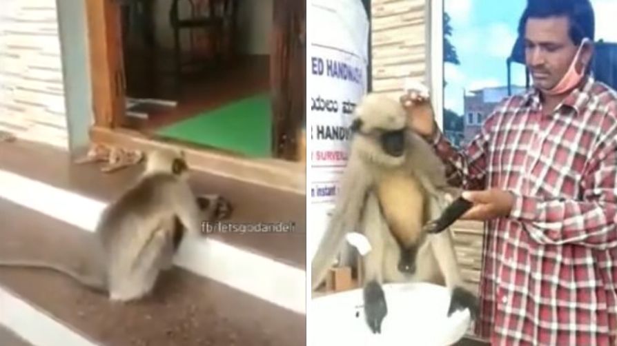 Injured monkey waiting outside of hospital viral video