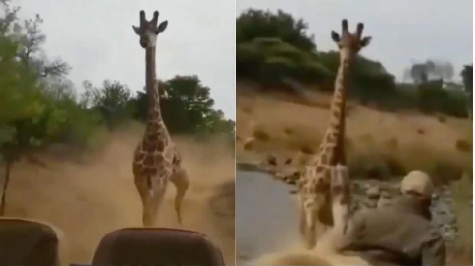 Ever seen giraffe chase a car viral video
