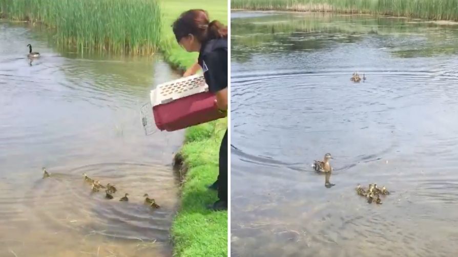 Duck Swims Towards Orphaned Duckling Viral Video