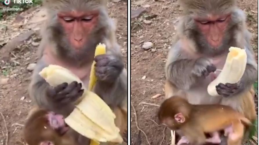 Viral Video Of Monkey Eating Banana