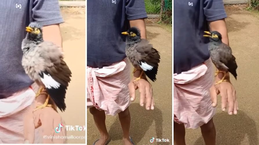 Common myna mimicry goes internet viral