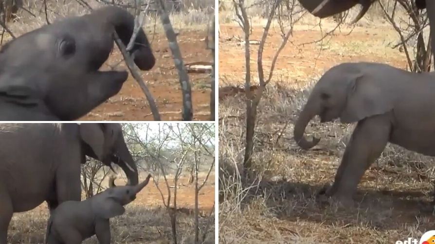 aby elephant smile when he finally learns to use his trunk