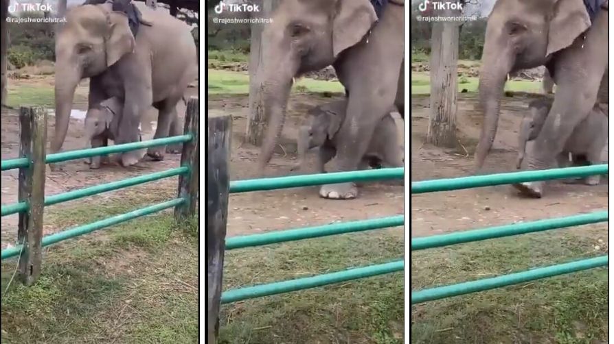 Mother elephant protects her calf viral video
