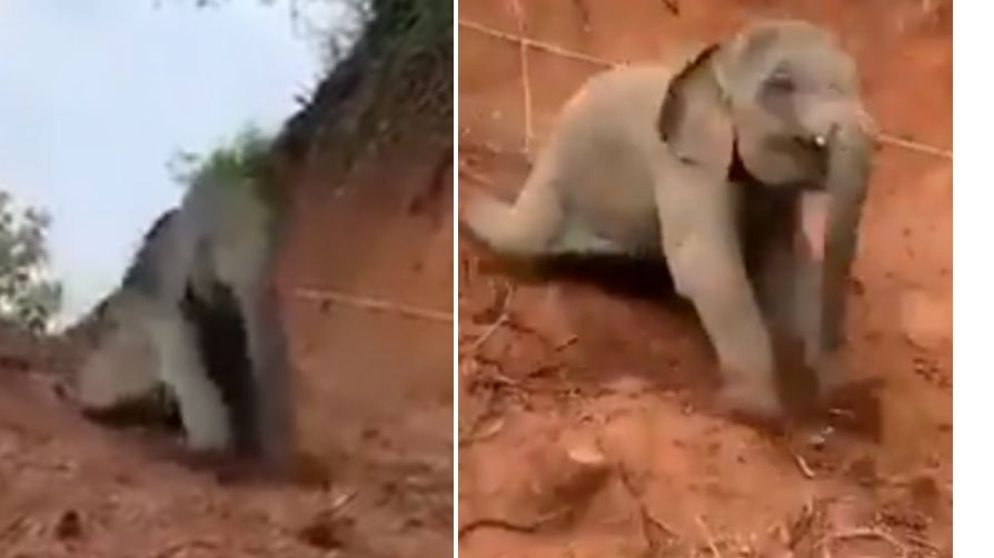 Elephant calf game of sliding internet viral