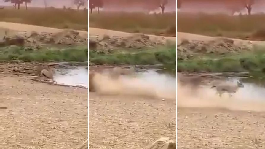 Deer escape viral video