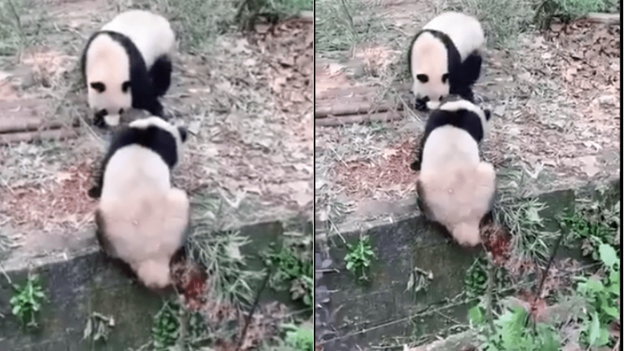 Baby panda runs away after pushing sibling viral video