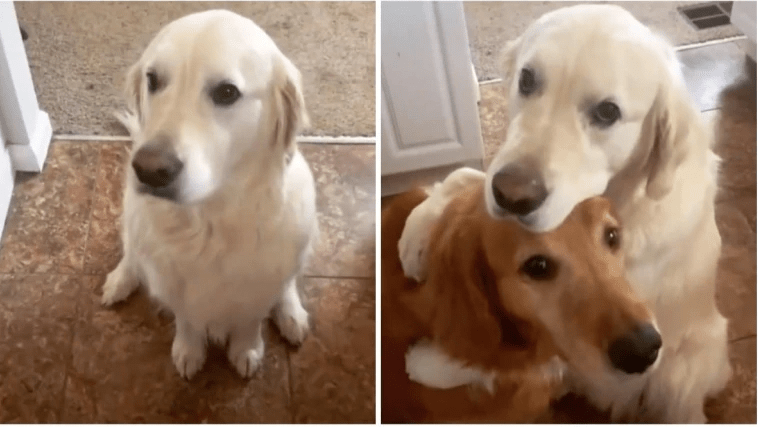 Dog apologies to his brother in the cutest way internet viral