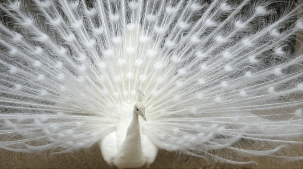 Video of white peacock dance goes viral