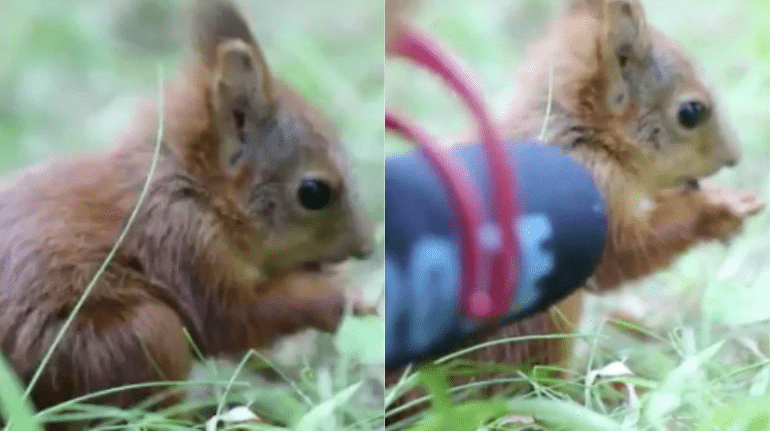 Baby squirrel sounds goes internet viral