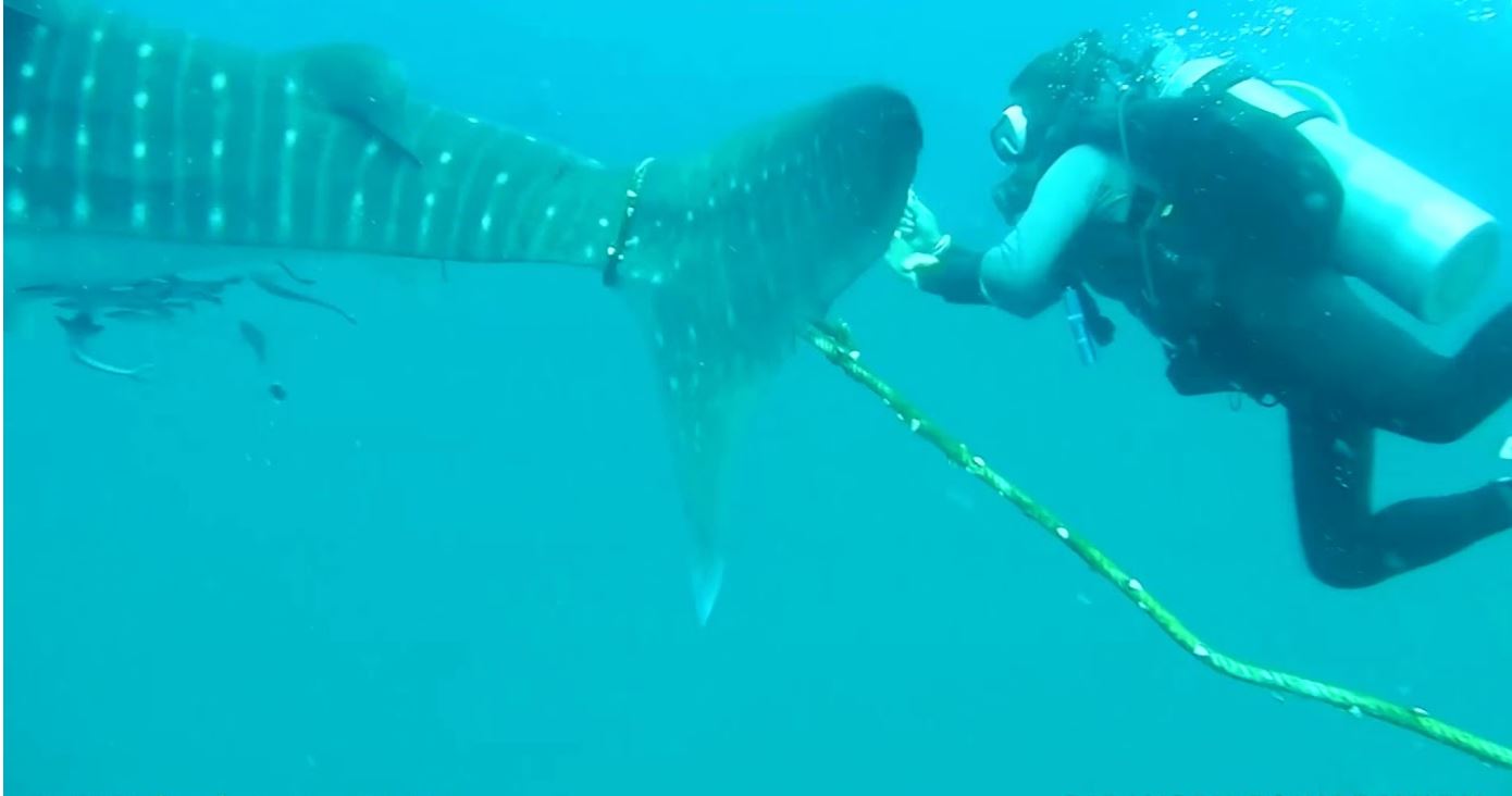 Divers try to free distressed whale shark caught in rope