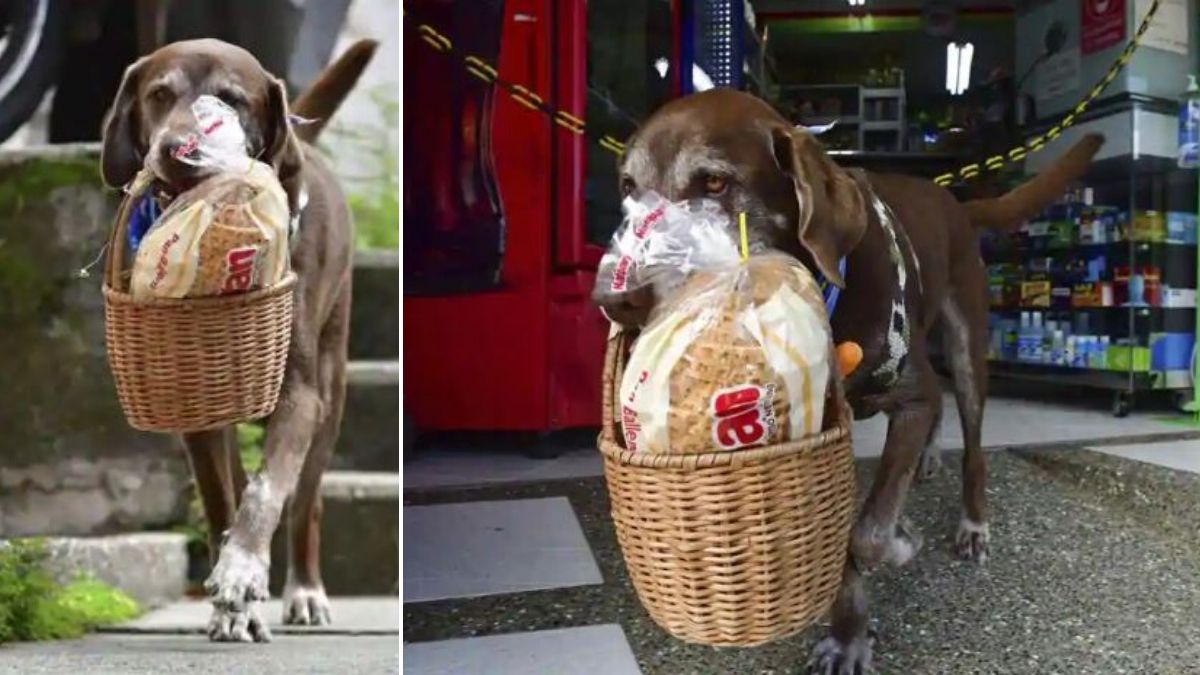 Dog deliveries help Colombians shop during pandemic