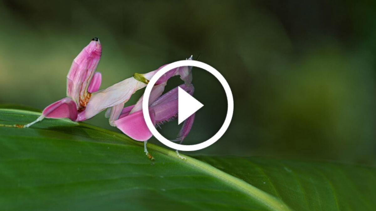 Orchid Mantis video goes viral in Twitter