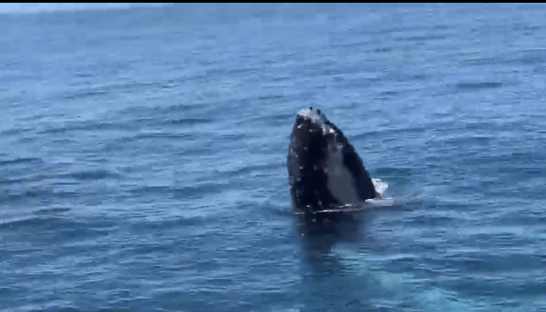 Humpback whale watching boat viral video