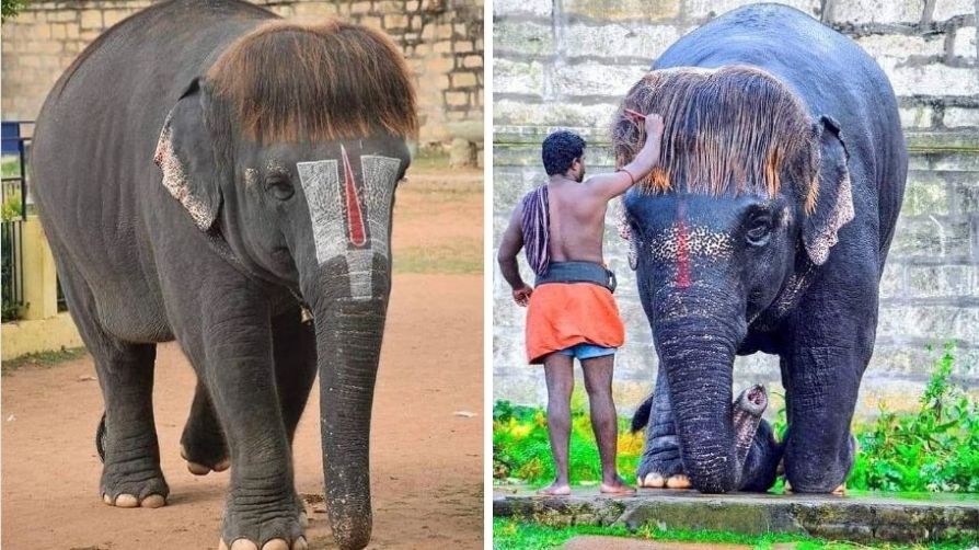 Bob cut Sengamalam viral photos elephant hairstyle