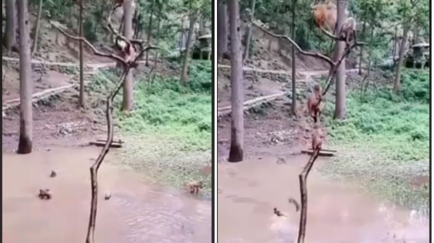 Monkeys dive to pool goes internet viral