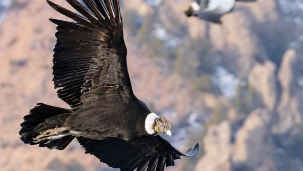 Andean condors can fly for 160 km without flapping wings