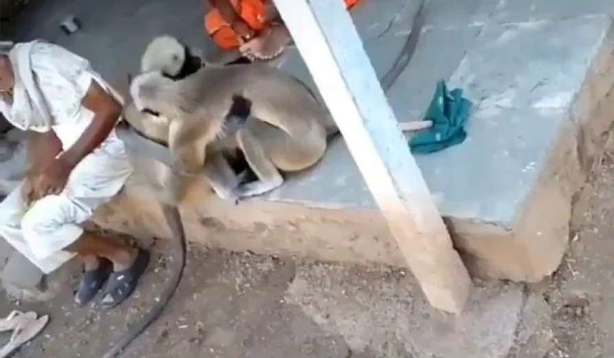 Video of two monkeys shared by Virender Sehwag