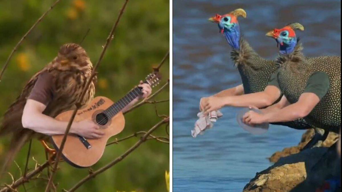 Edited video showing birds playing guitar and clicking selfies