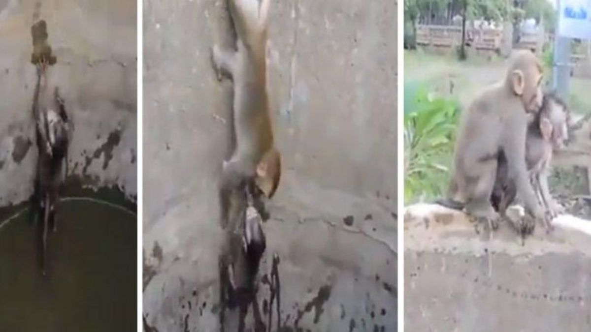 Mother monkey saves its baby from well