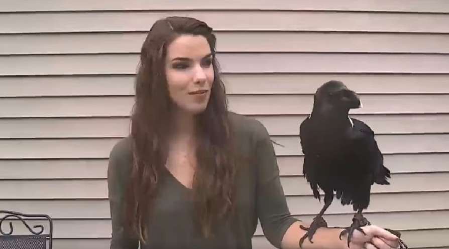 Trending video of talking raven very curiously