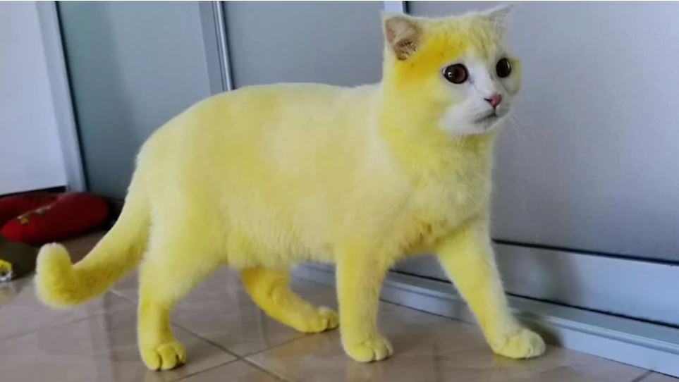 Thailand woman accidentally dyes pet cat yellow