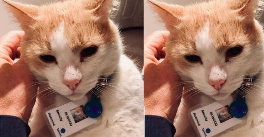 Cat hangs around hospital until they give him a job in security