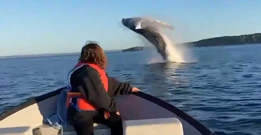 Whale jumps out of water viral video
