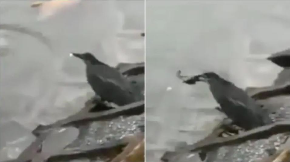 Clever bird uses bait to catch fish viral video