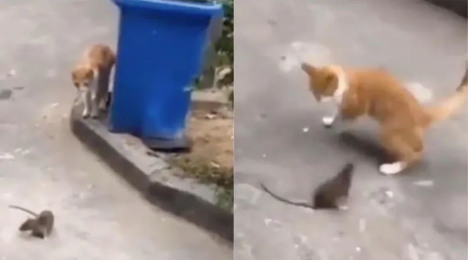 Cat and large mouse chasing each other viral video