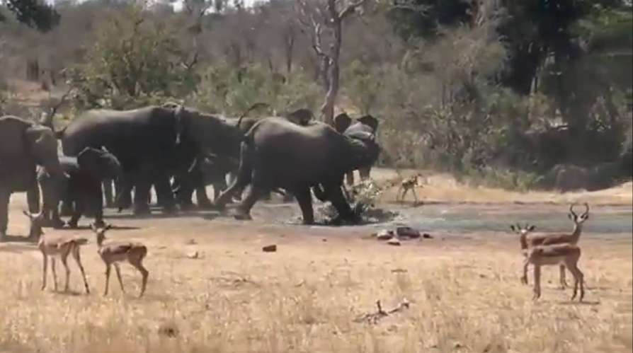 Elephant saves an impala stuck in a waterhole with its leg video goes viral