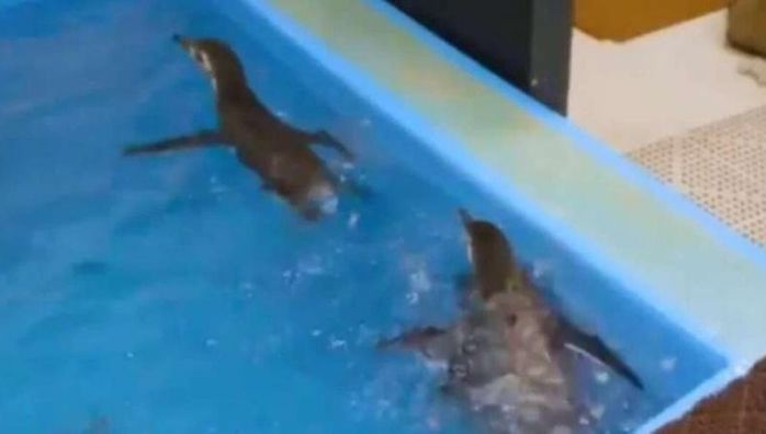 Video of penguin chicks swimming for first time goes viral