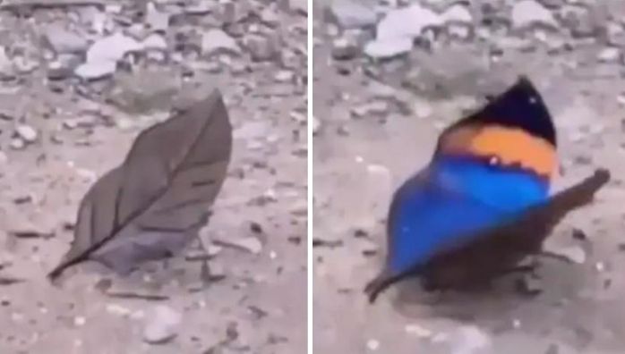 Butterfly looks like a dead leaf when it closes its wings