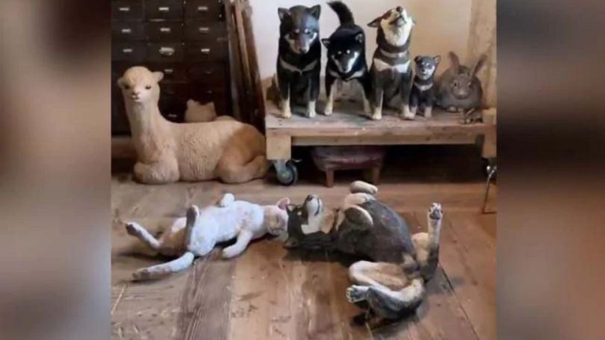 Can You Spot The Real Dog Among Life-Size Wooden Replicas Viral In Twitter
