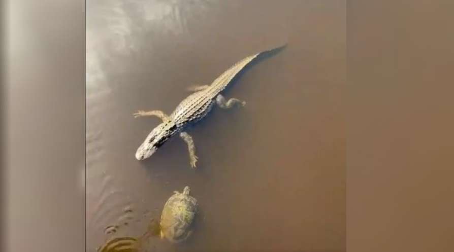 turtle meets a alligator and give hi-five viral video.