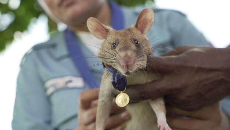 Magawa rat awarded gold medal