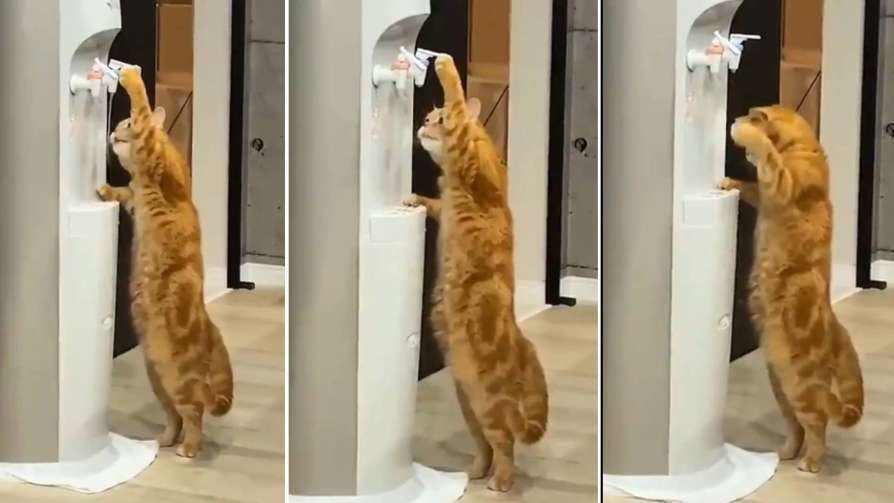 Cat drinks water from cooler video goes viral