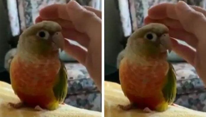 Pet owner pretends to pat little bird in viral video