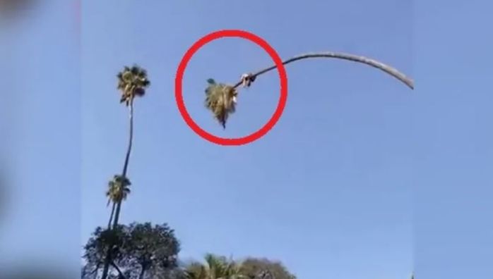 Man cuts palm tree while sitting on it