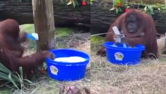 Orangutan cleans enclosure, washes hand with soap water video goes viral