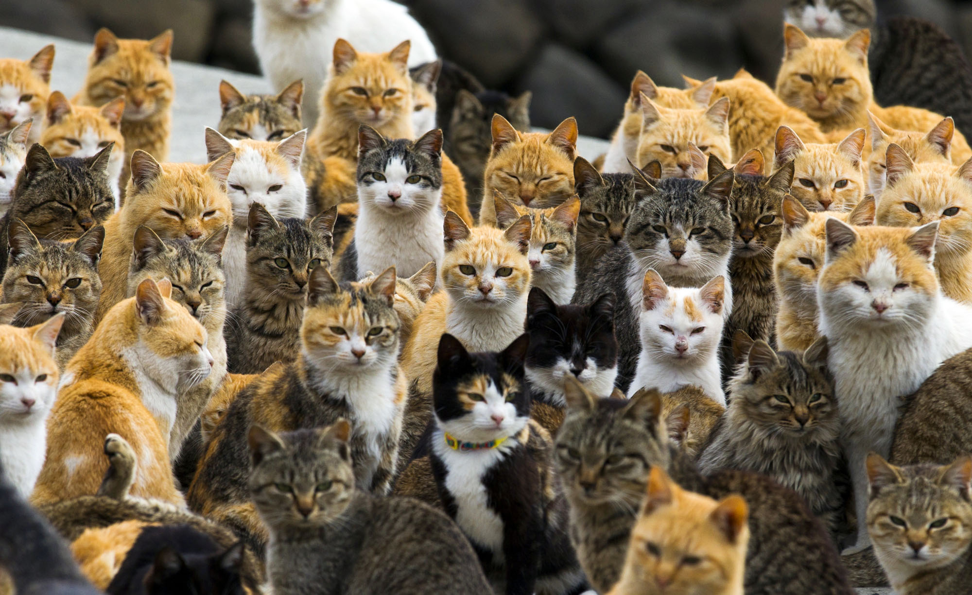 aoshima cat island in Japan